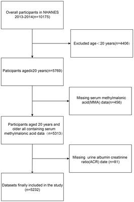 Association between serum methylmalonic acid and chronic kidney disease in adults: a cross-sectional study from NHANES 2013-2014